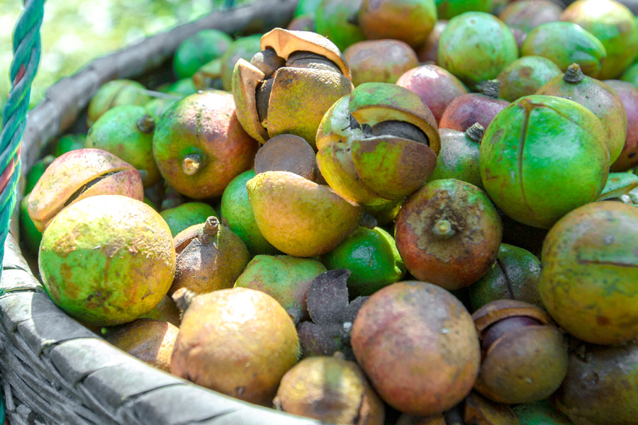 湖北有機(jī)山茶油