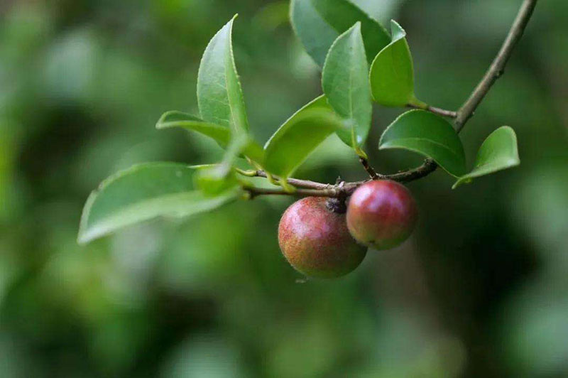 了解茶油樹施肥的要求 湖北山茶油廠家