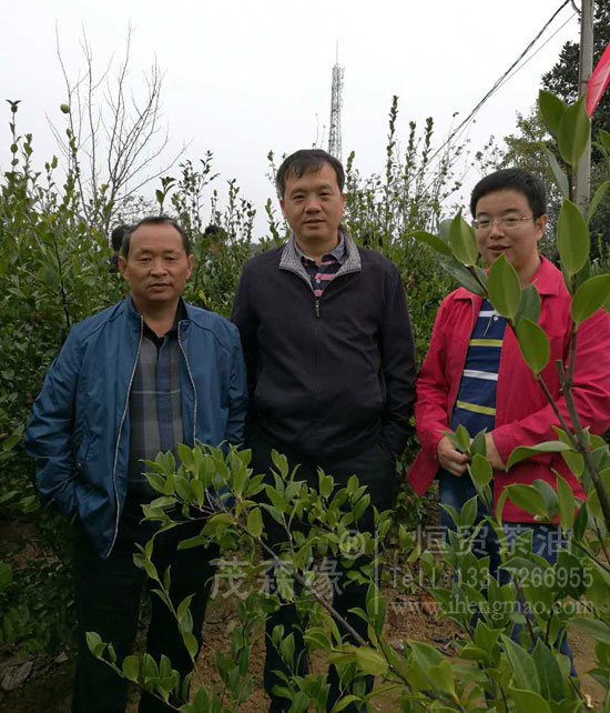 湖北有機(jī)山茶油