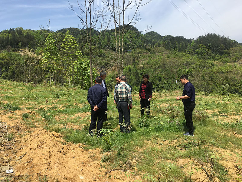 湖北有機(jī)山茶油